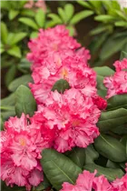  - Rhododendron 'Lambada'