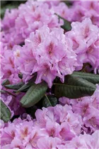  - Rhododendron 'Lavendeltraum'