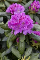  - Rhododendron 'Lee´s Dark Purple'