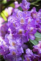  - Rhododendron 'Lee´s Dark Purple'