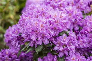  - Rhododendron 'Lee´s Dark Purple'