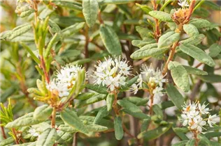 - Rhododendron groenlandicum  - Rhododendron groenlandicum