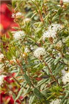 - Rhododendron groenlandicum  - Rhododendron groenlandicum