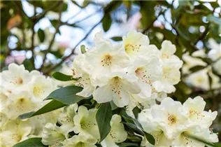  - Rhododendron 'Letty Edwards'