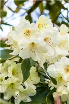  - Rhododendron 'Letty Edwards'