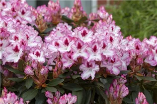  - Rhododendron 'Hachmann´s Charmant'(s)