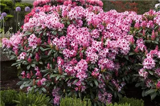  - Rhododendron 'Hachmann´s Charmant'(s)