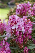  - Rhododendron 'Hachmann´s Charmant'(s)