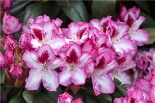  - Rhododendron 'Hachmann´s Charmant'(s)