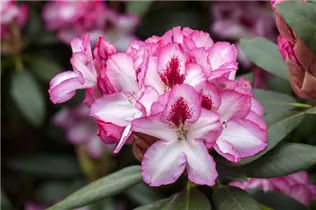  - Rhododendron 'Hachmann´s Charmant'(s)