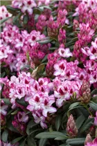  - Rhododendron 'Hachmann´s Charmant'(s)