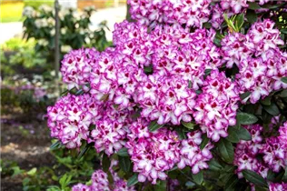  - Rhododendron 'Hachmann´s Charmant'(s)