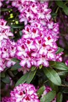  - Rhododendron 'Hachmann´s Charmant'(s)