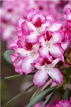  - Rhododendron 'Hachmann´s Charmant'(s)
