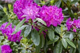  - Rhododendron 'Lilofee'
