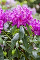  - Rhododendron 'Lilofee'