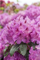  - Rhododendron 'Lilofee'