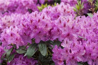  - Rhododendron 'Lilofee'