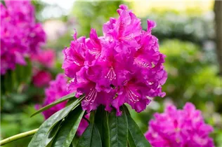 - Rhododendron 'Lilofee'