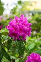  - Rhododendron 'Lilofee'