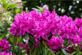  - Rhododendron 'Lilofee'
