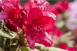  - Rhododendron 'Hachmann´s Feuerschein'®