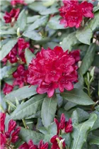 - Rhododendron 'Hachmann´s Feuerschein'®