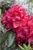  - Rhododendron 'Hachmann´s Feuerschein'®