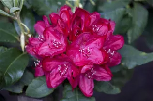  - Rhododendron 'Hachmann´s Feuerschein'®