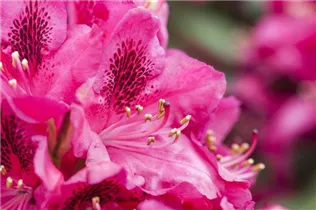 - Rhododendron 'Hachmann´s Feuerschein'®