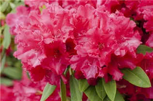  - Rhododendron 'Hachmann´s Feuerschein'®