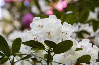  - Rhododendron 'Hachmann´s Picobello'®