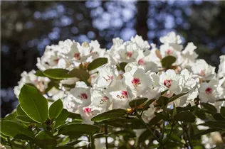  - Rhododendron 'Hachmann´s Picobello'®