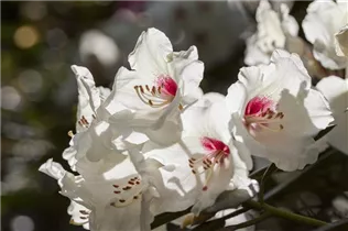  - Rhododendron 'Hachmann´s Picobello'®