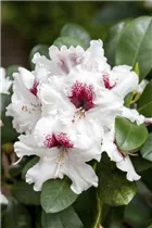  - Rhododendron 'Hachmann´s Picobello'®