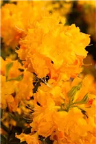  - Rhododendron luteum 'Annabella'