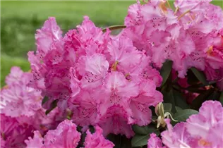  - Rhododendron 'Haithabu'®