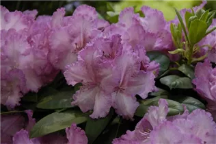  - Rhododendron 'Haithabu'®