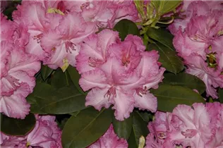 - Rhododendron 'Haithabu'®