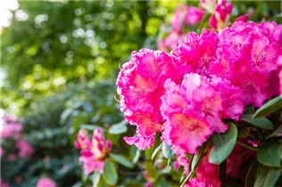  - Rhododendron 'Haithabu'®