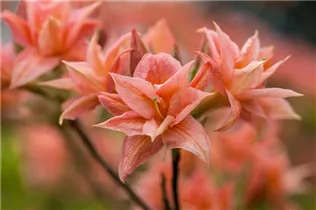  - Rhododendron luteum 'Arista'