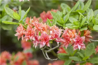  - Rhododendron luteum 'Arista'