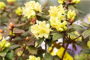  - Rhododendron hanceanum 'Princess Anne'