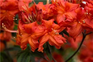  - Rhododendron luteum 'Balzac'