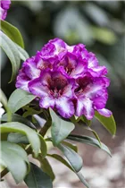  - Rhododendron 'Hans Hachmann'®