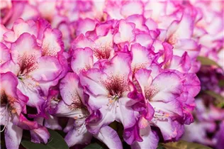  - Rhododendron 'Hans Hachmann'®