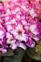  - Rhododendron 'Hans Hachmann'®