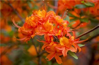 - Rhododendron luteum 'Brazil'  - Rhododendron luteum 'Brazil'