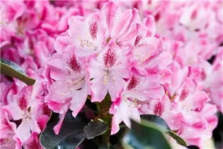  - Rhododendron 'Helen Martin'
