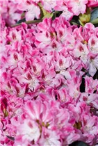  - Rhododendron 'Helen Martin'